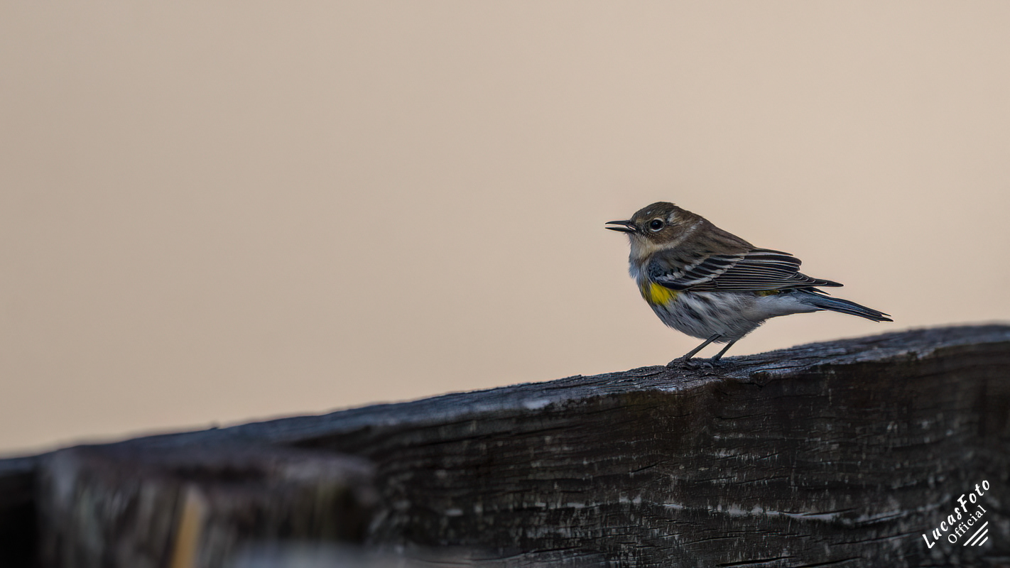 Yellow-rumped Warbler