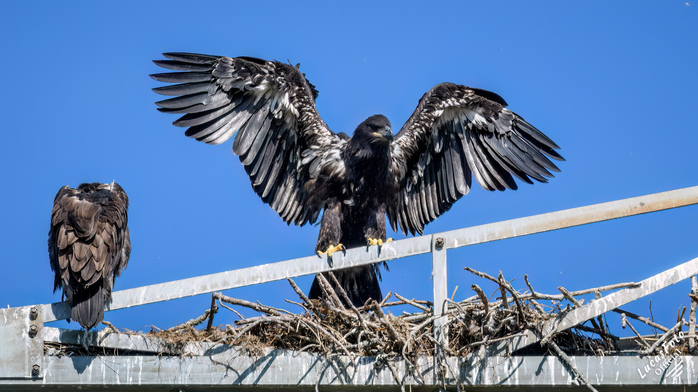 Bald Eagle