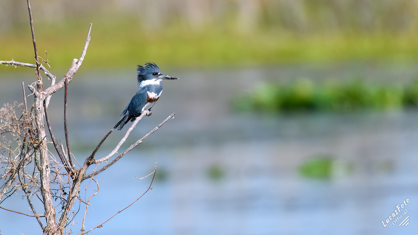 Belted Kingfisher
