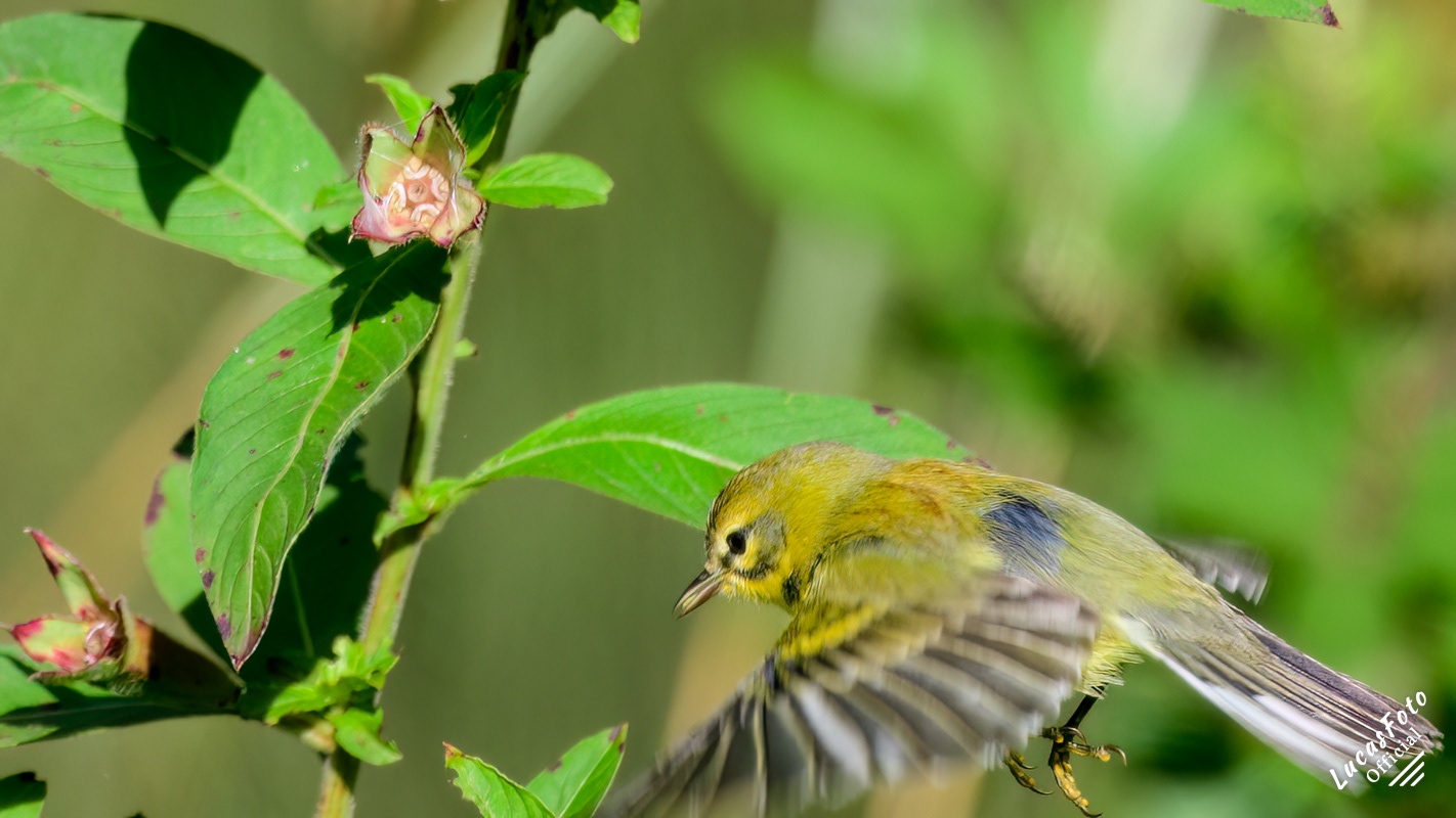 Prairie Warbler