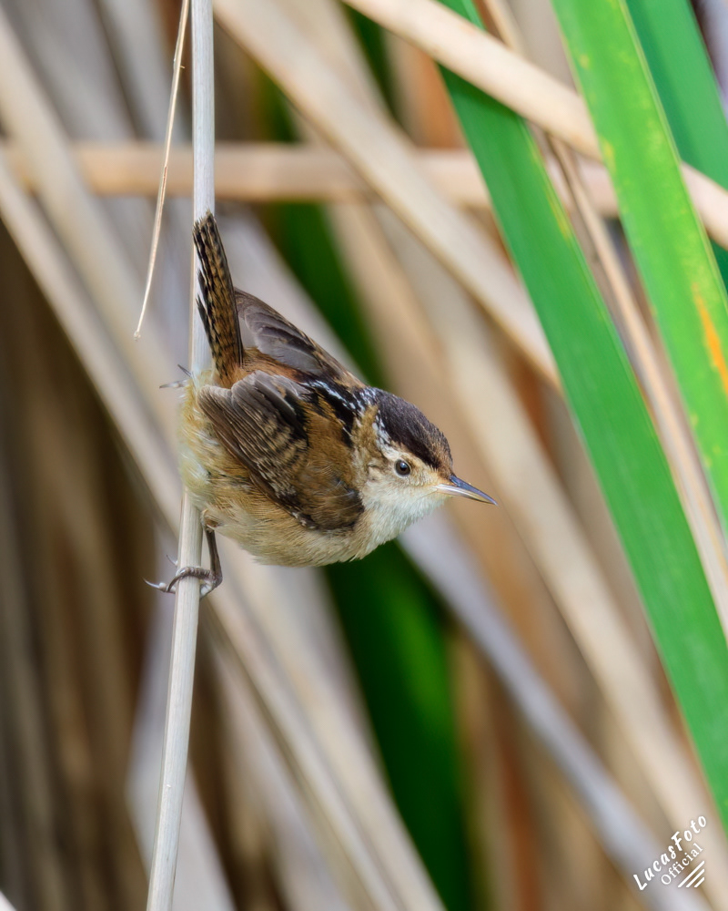 Marsh Wren