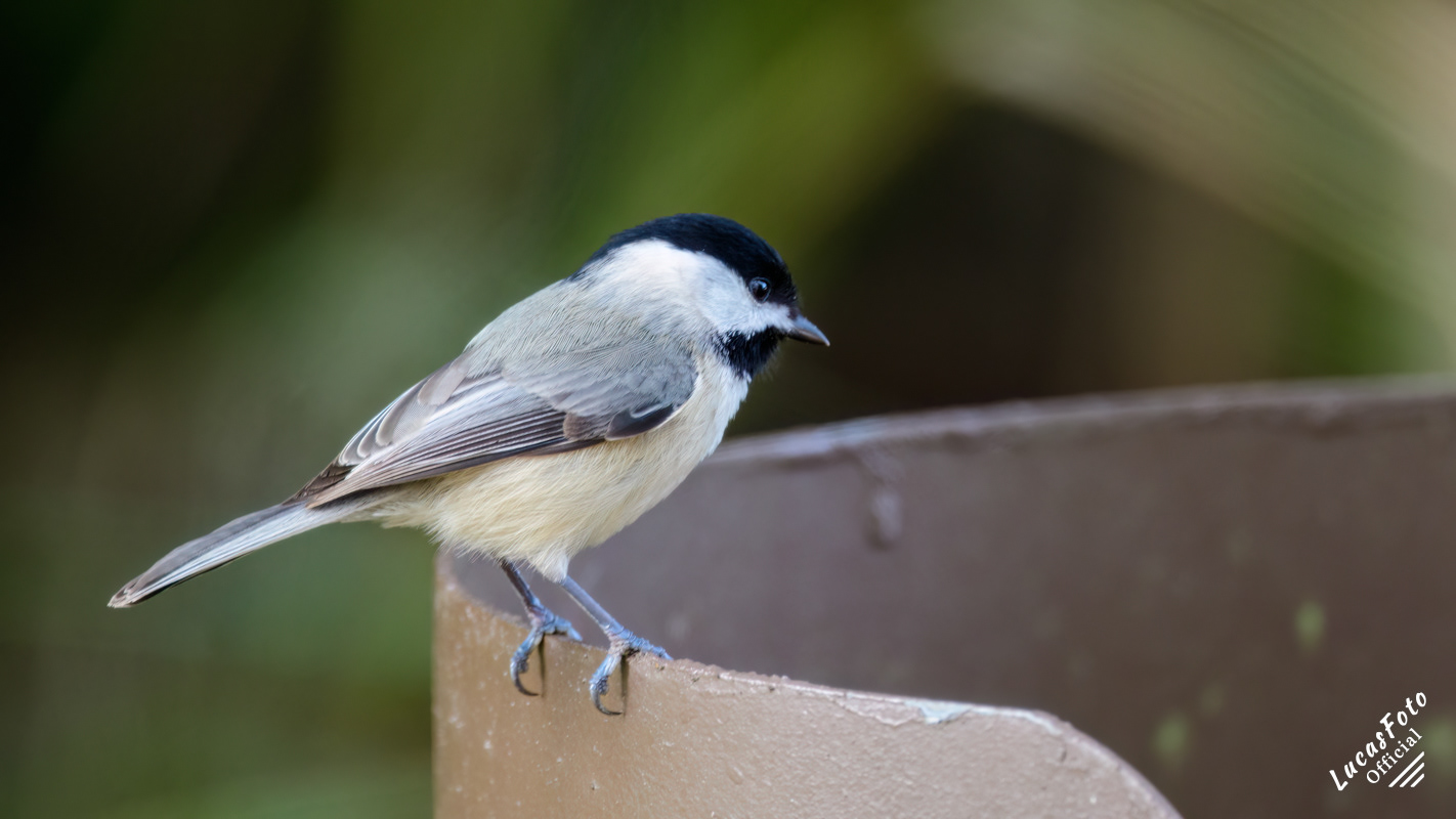 Carolina Chickadee