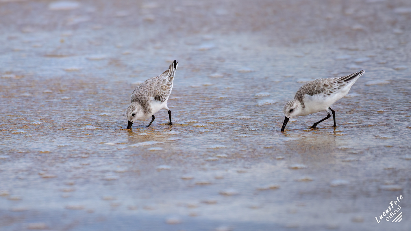 Sanderling