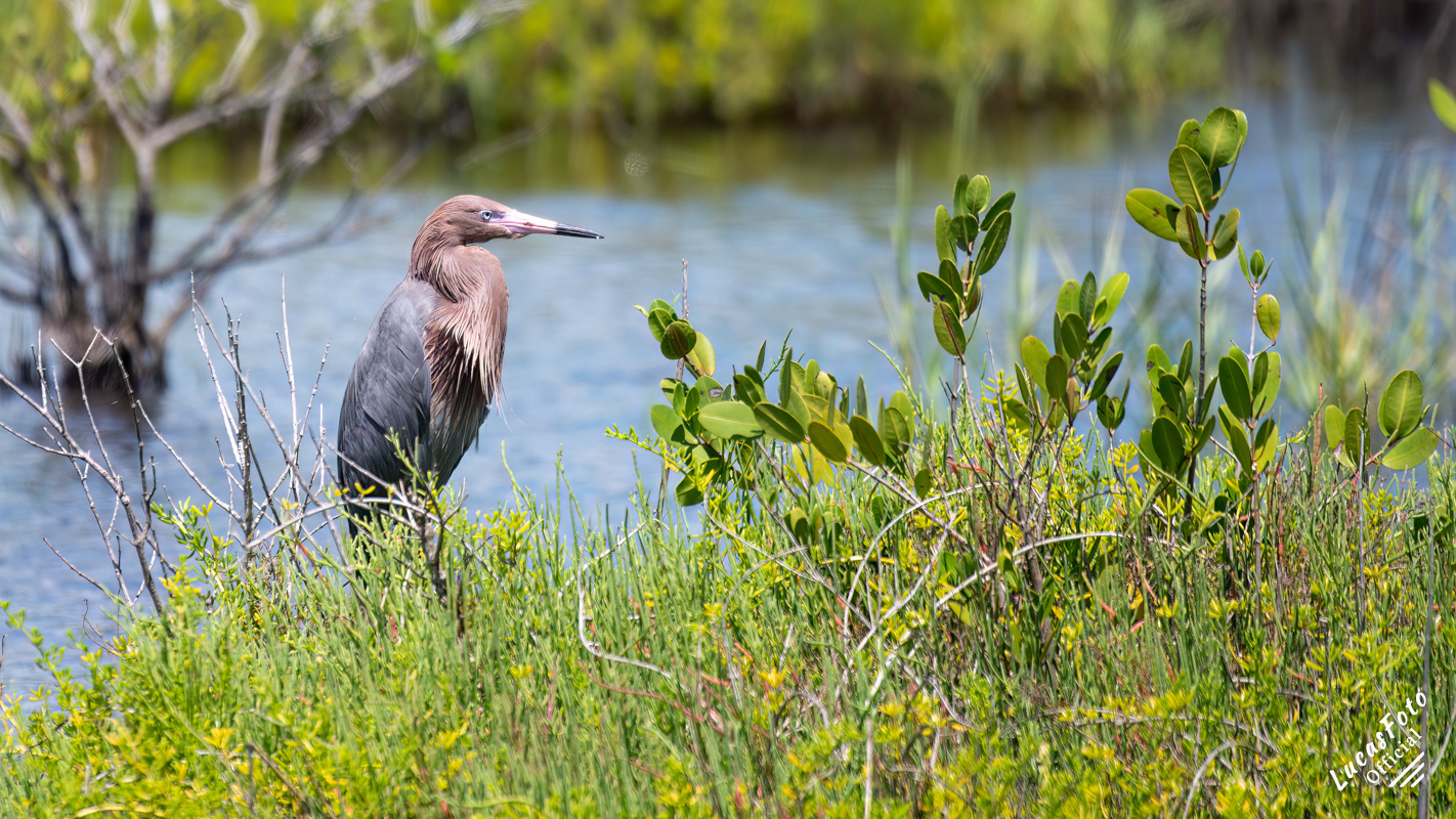 Reddish Egret