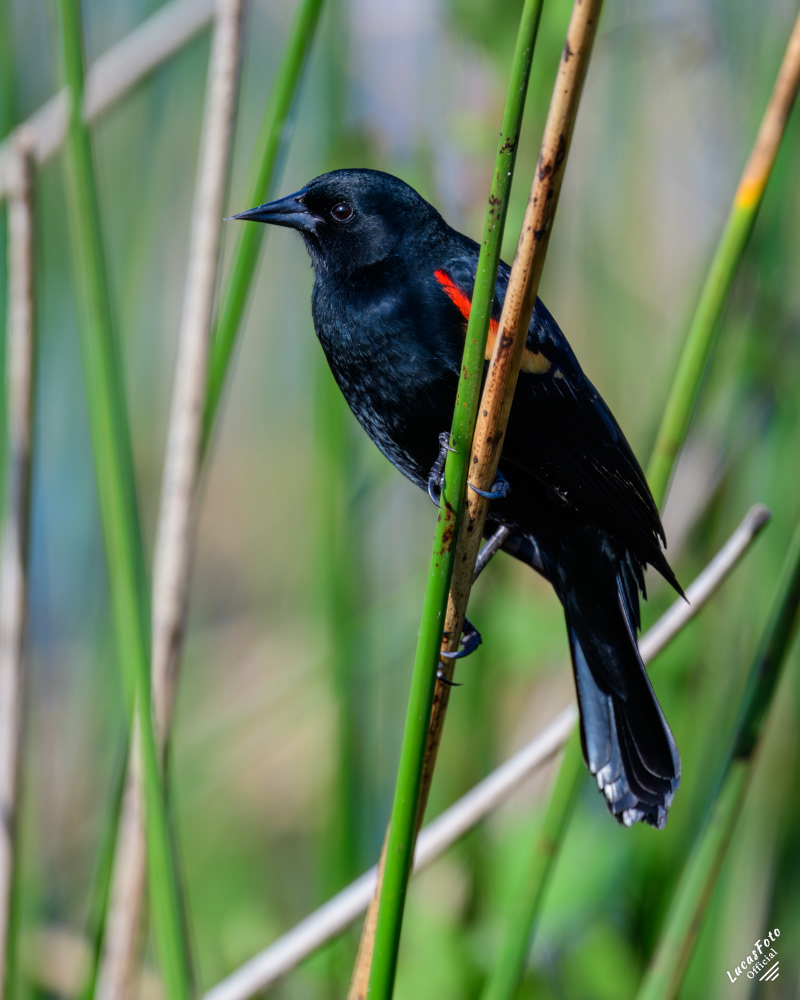Red-winged Blackbird