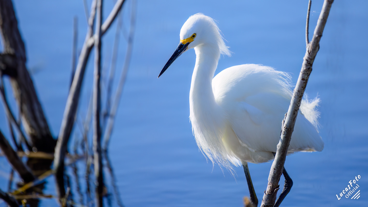 Snowy Egret