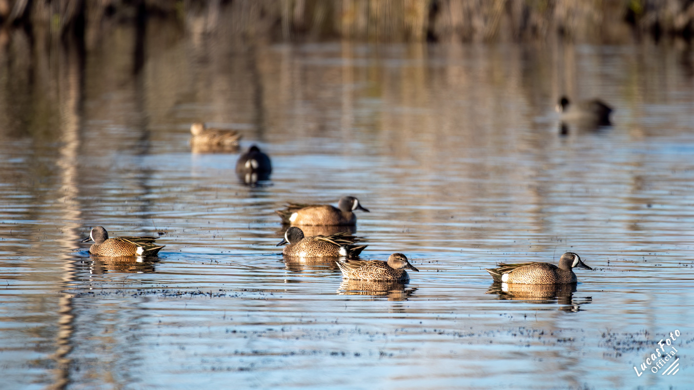 Blue-winged Teal