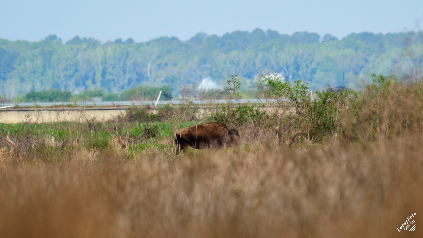 Bison