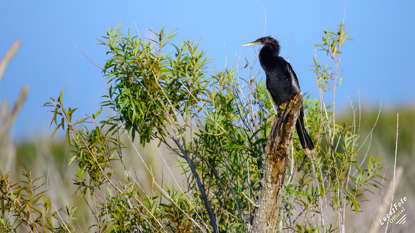 Anhinga