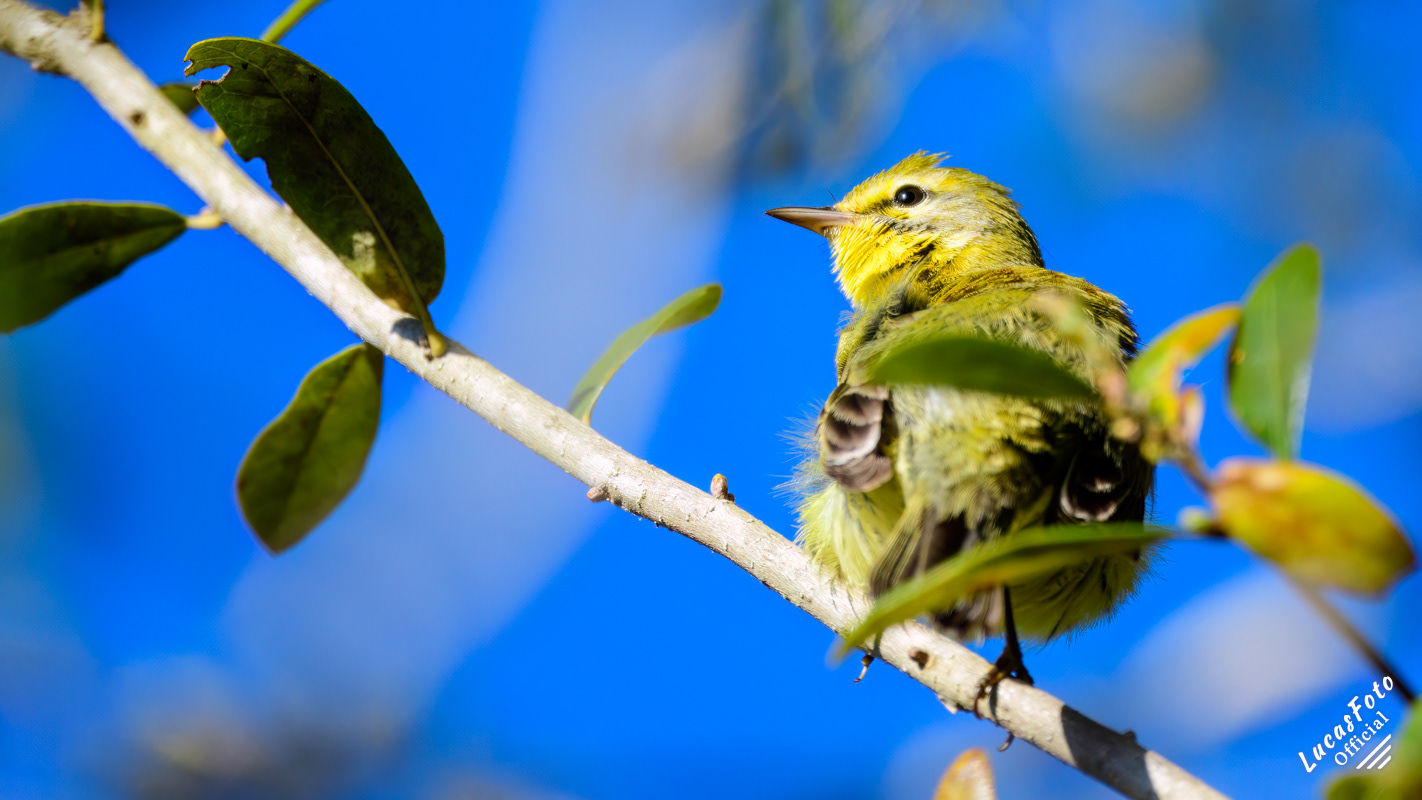 Prairie Warbler
