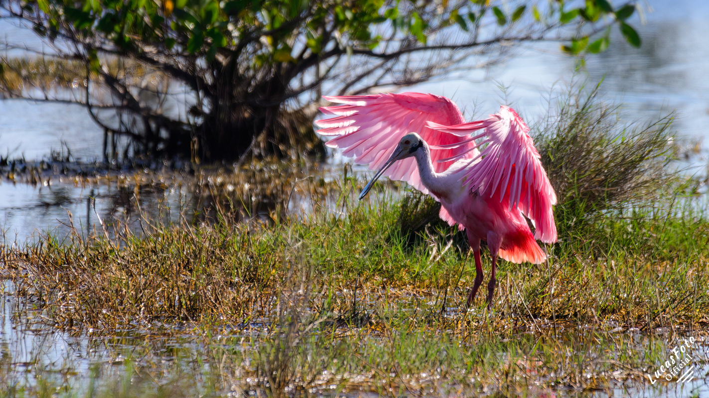 Roseate Spoonbill