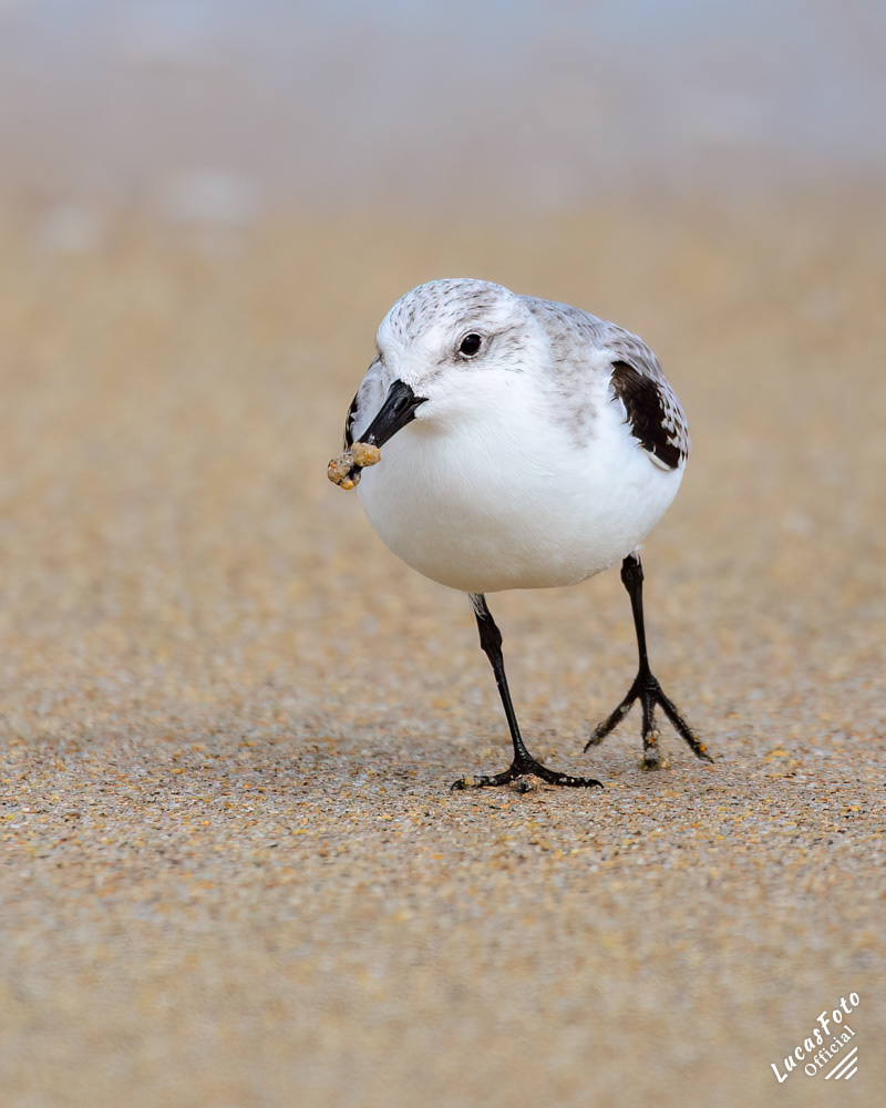 Sanderling