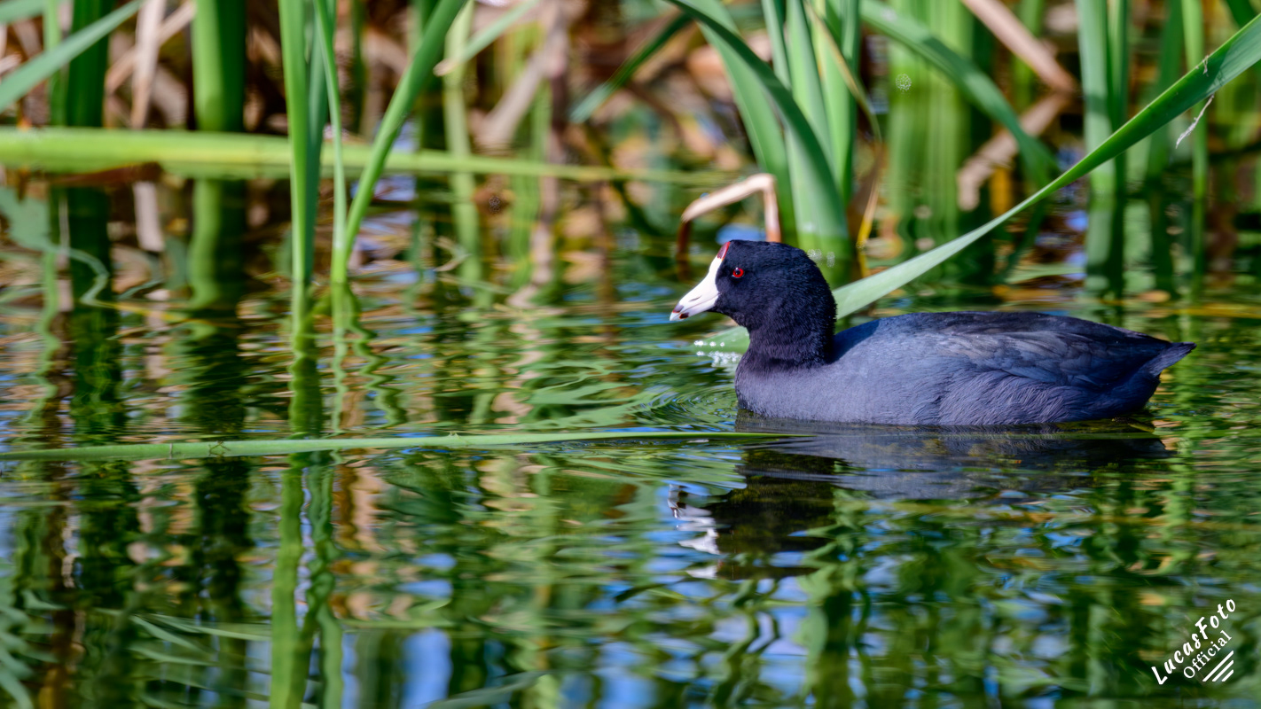 American Coot