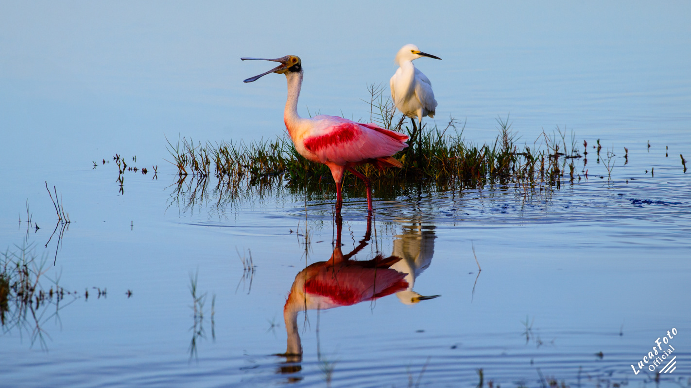 Roseate Spoonbill / Snowy Egret