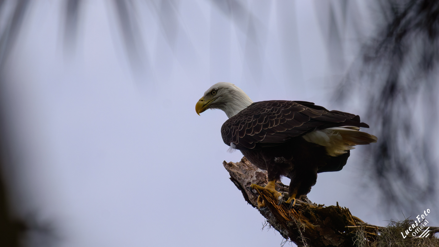 Bald Eagle