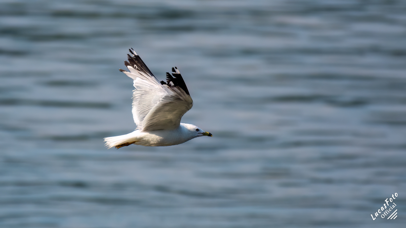 Ring-billed Gull