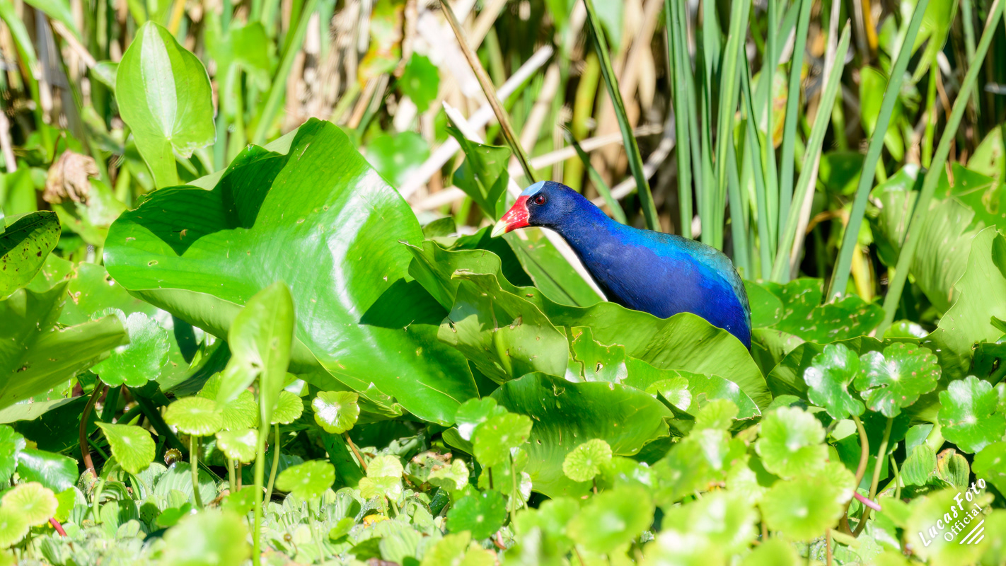 Purple Gallinule