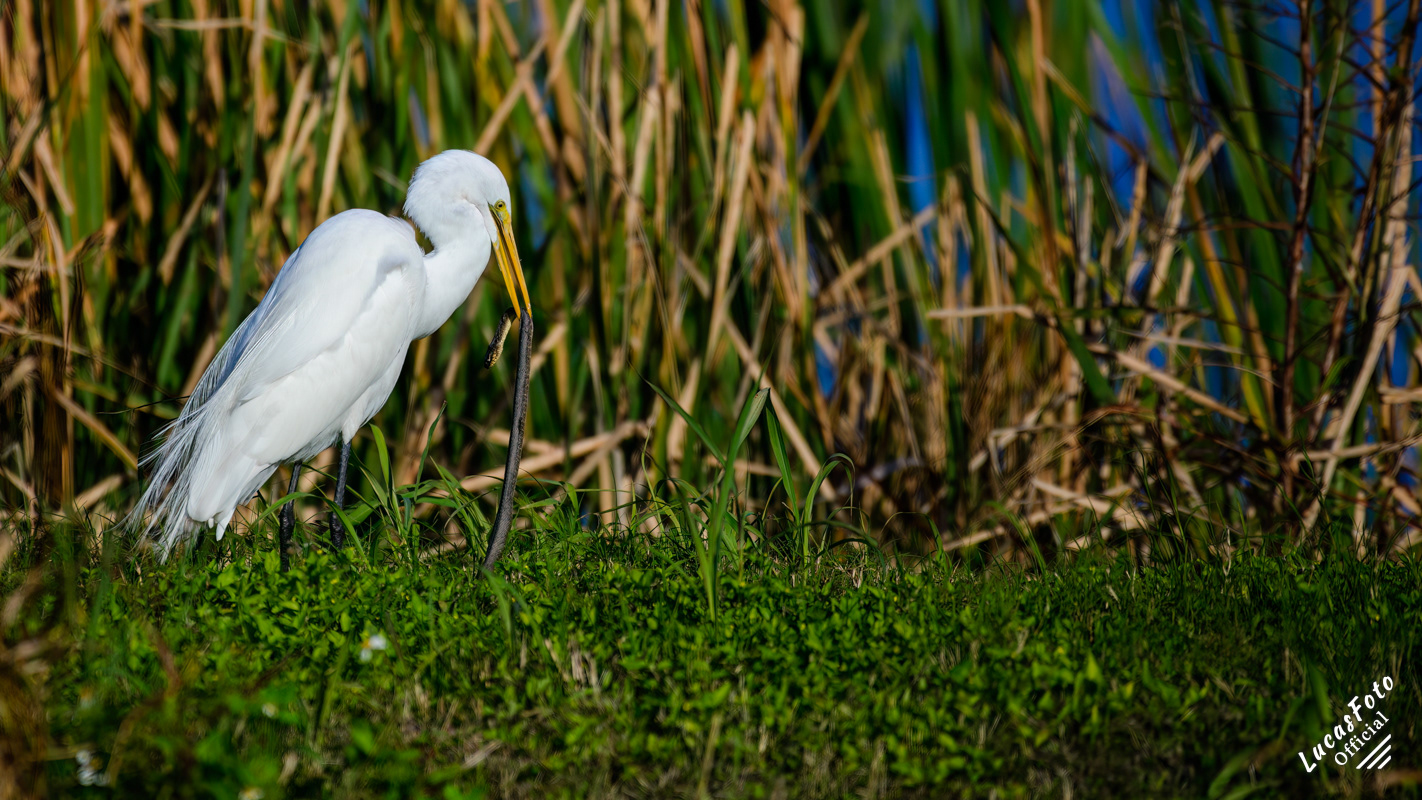 Great Egret