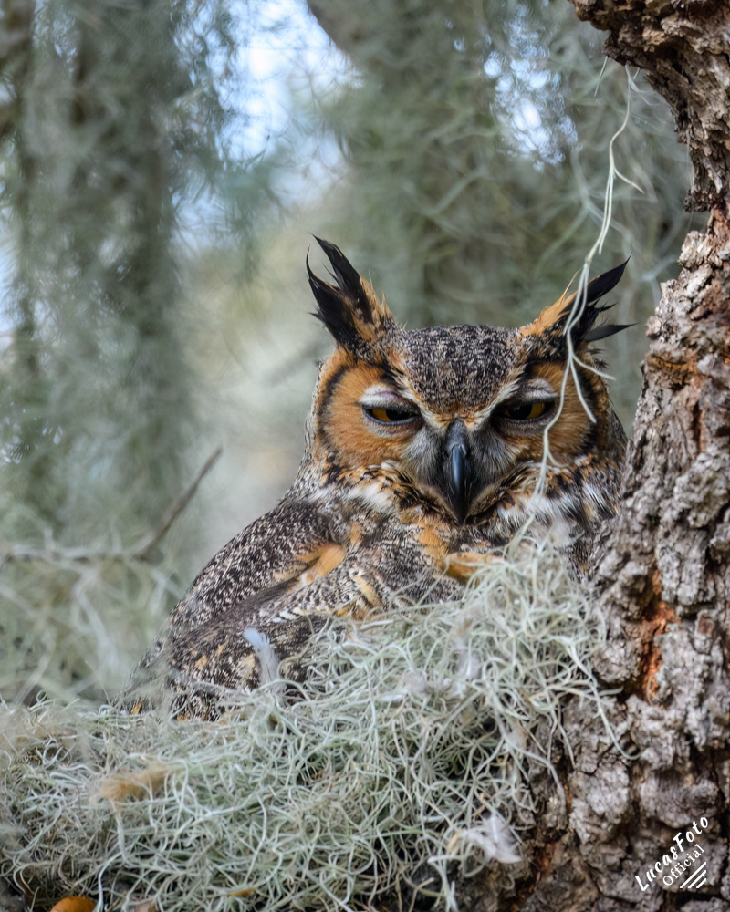 Great Horned Owl