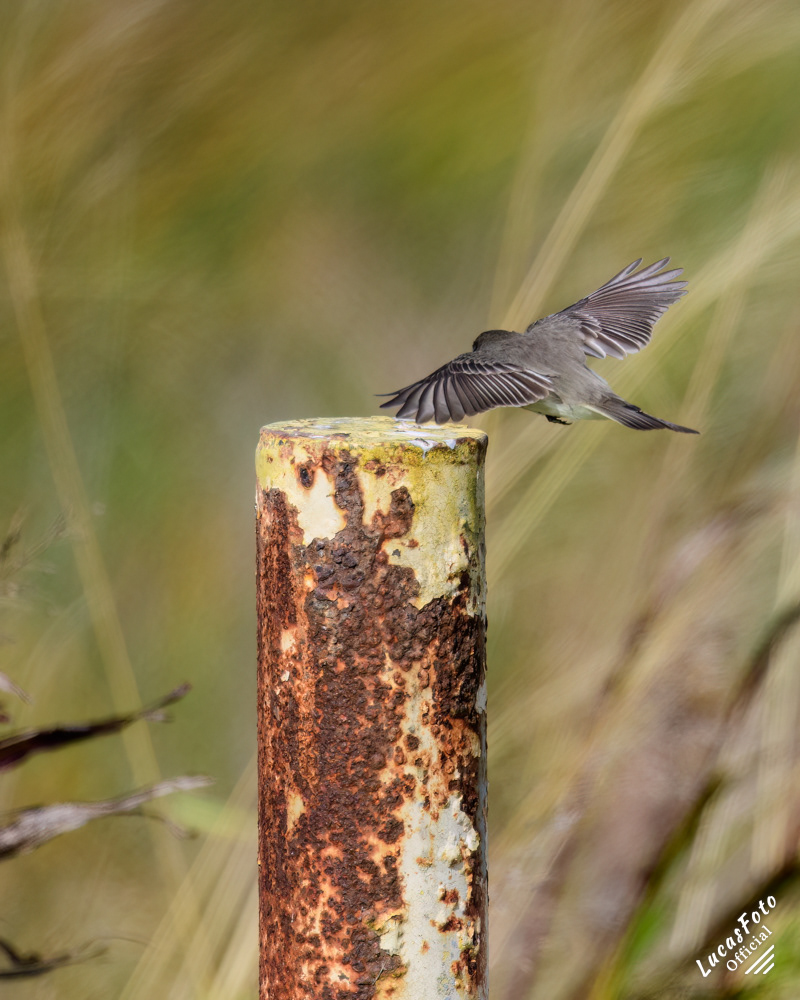 Eastern phoebe
