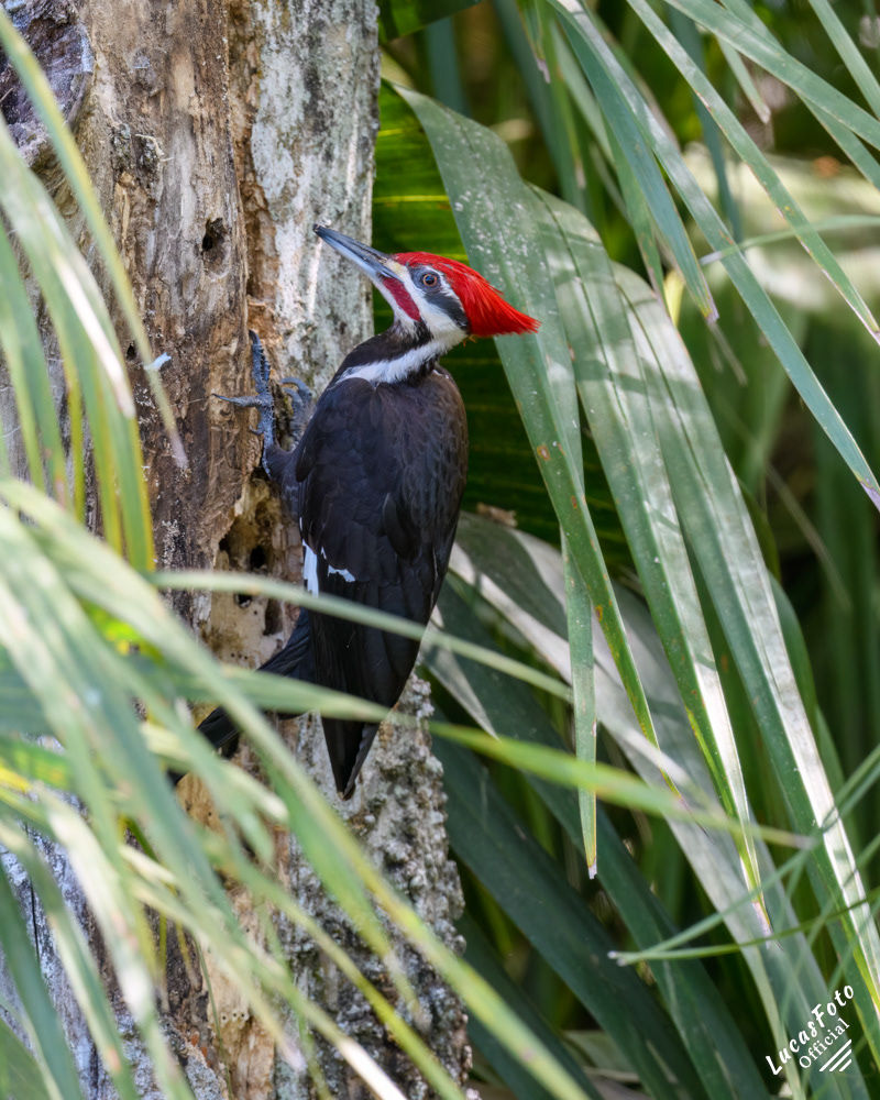 Pileated Woodpecker