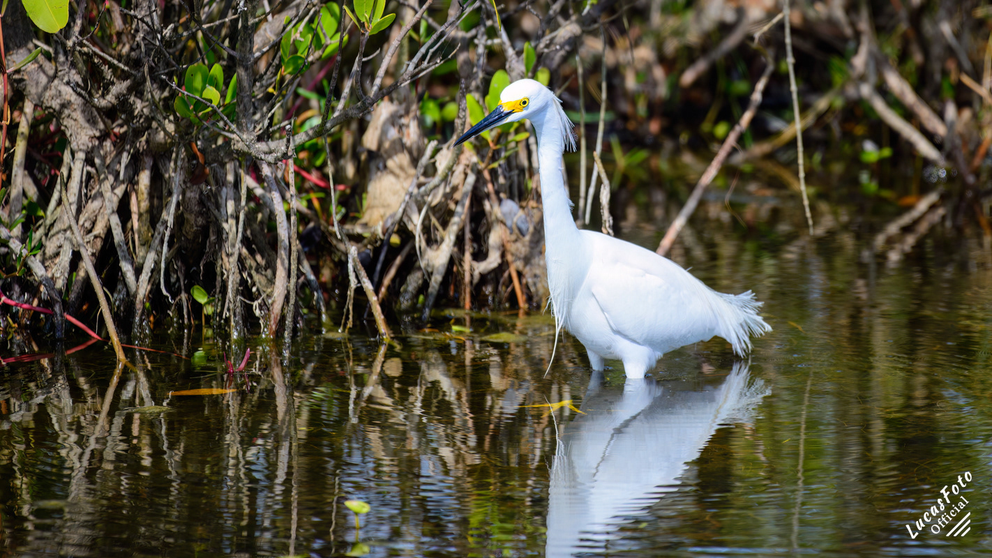 Snowy Egret