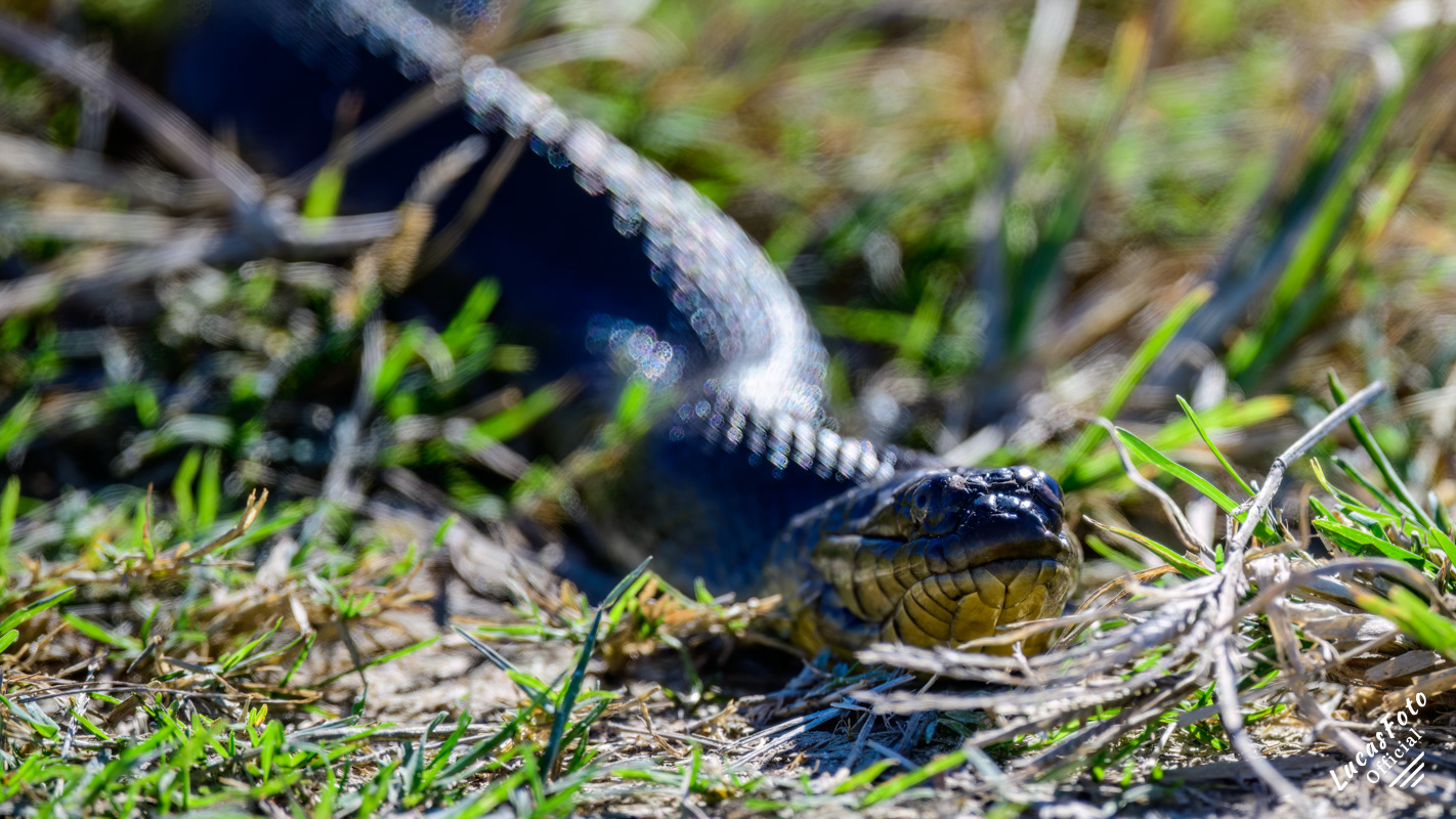 Florida Green Watersnake