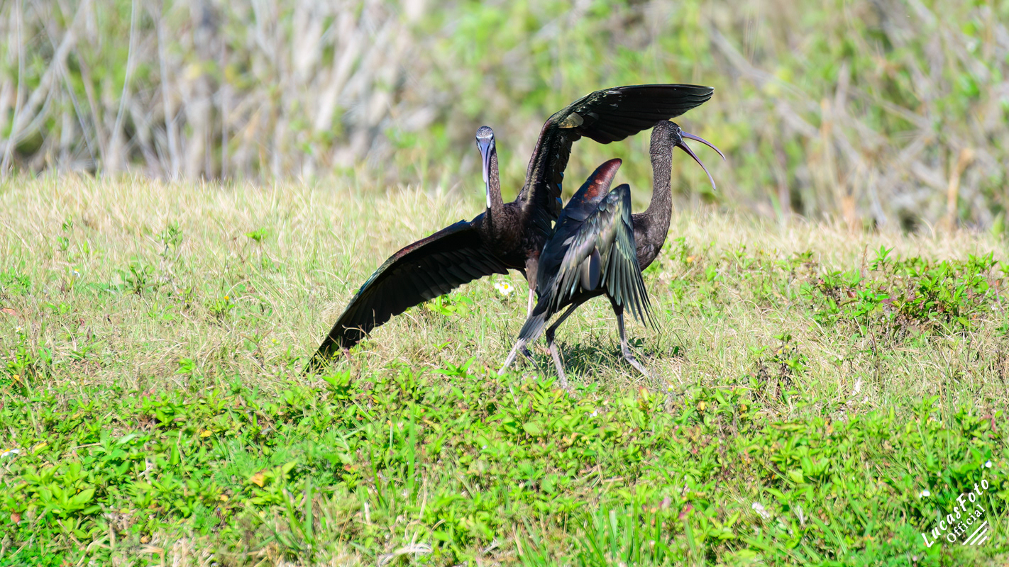 Glossy Ibis