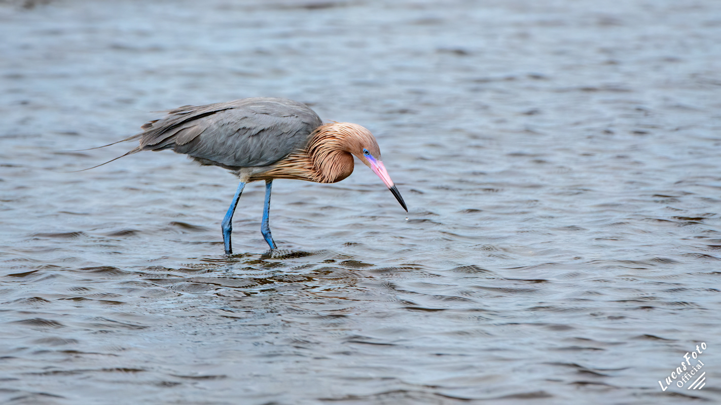 Reddish Egret