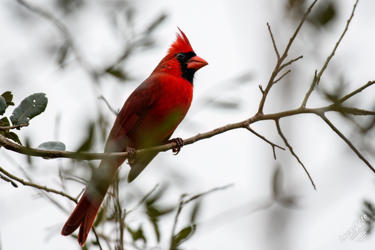 Northern Cardinal