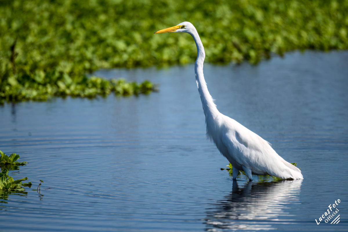 Great Egret