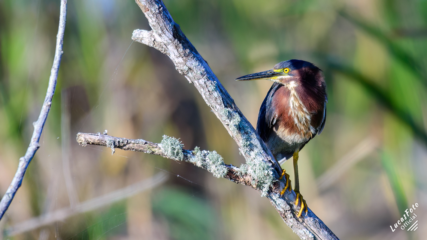 Green Heron