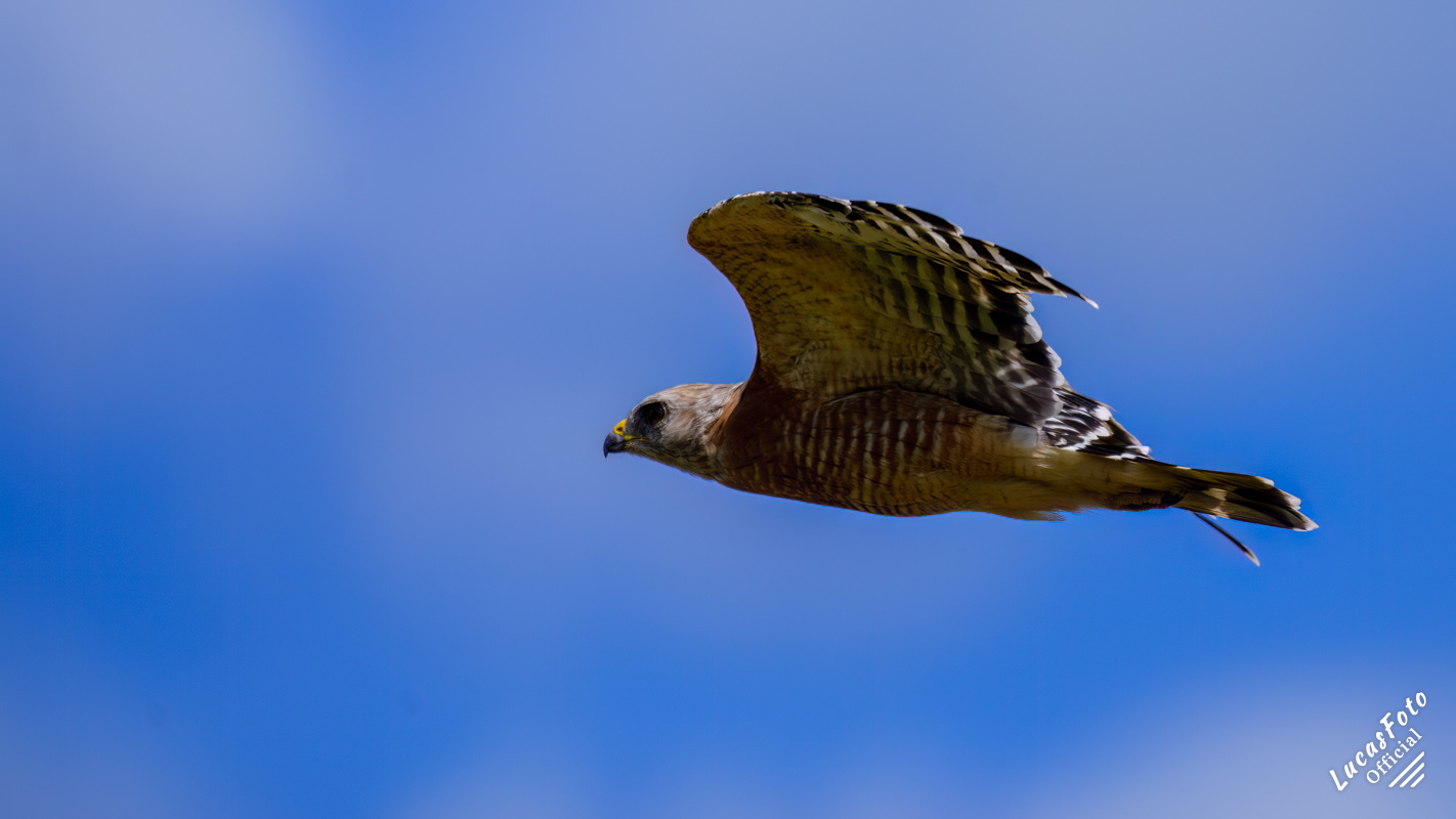 Red-shouldered Hawk