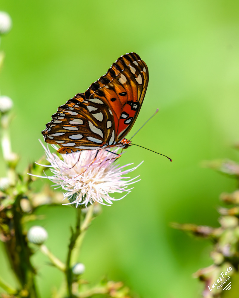 Gulf fritillary