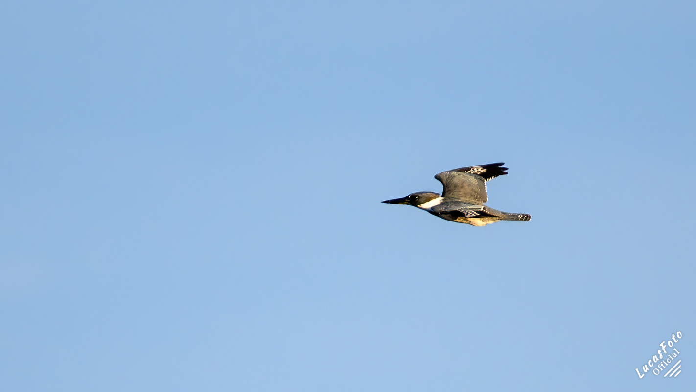 Belted Kingfisher