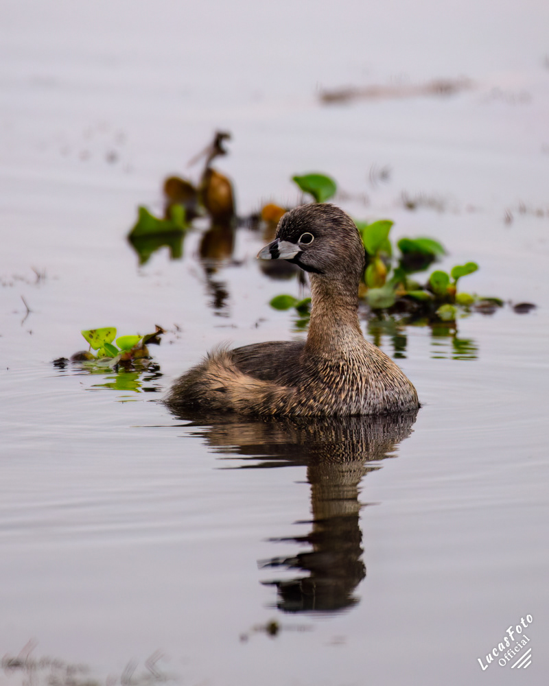Pied-billed Grebe