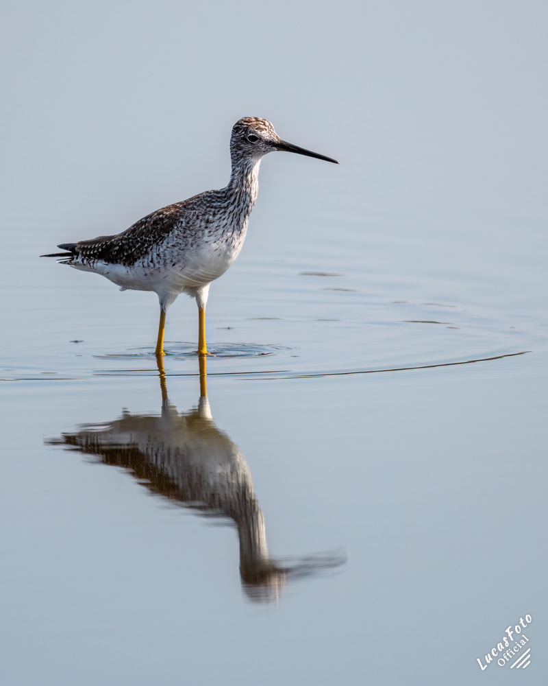 Greater Yellowlegs