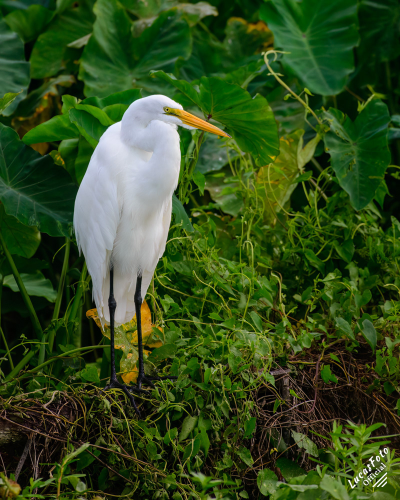 Great Egret