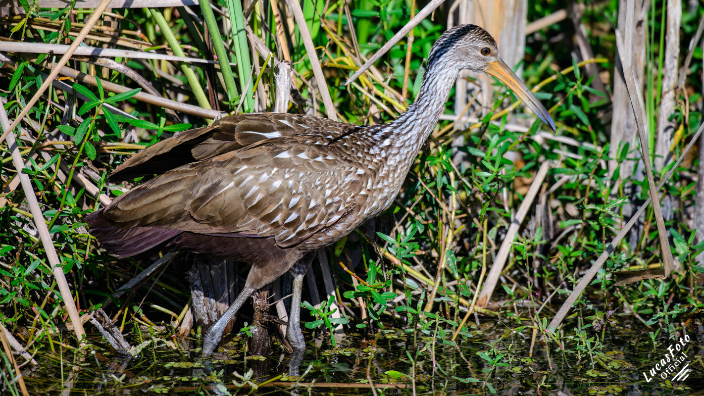 Limpkin