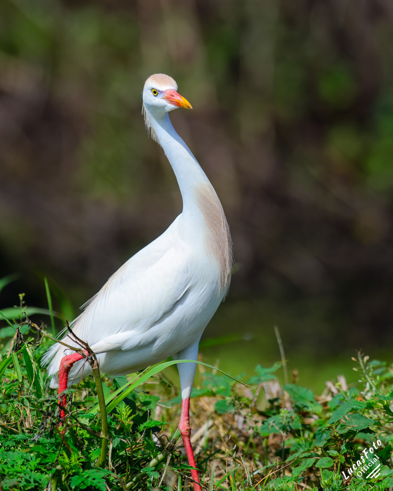 Cattle Egret