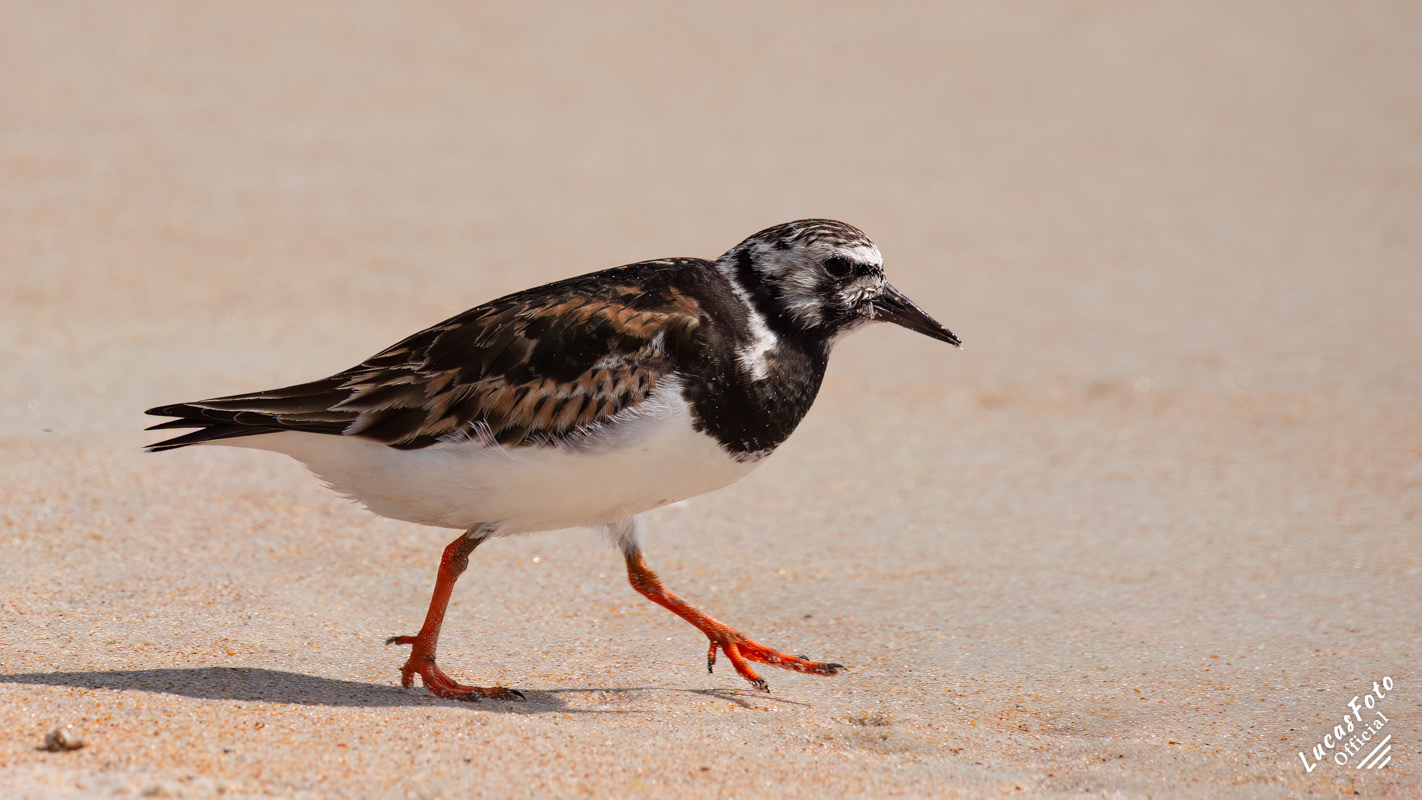 Ruddy Turnstone