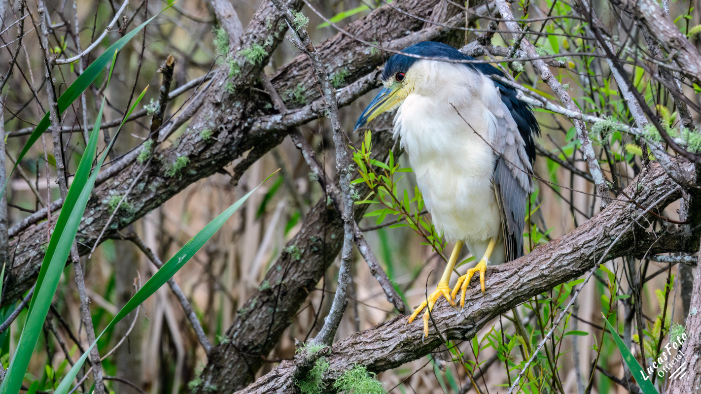 Black-crowned Night Heron