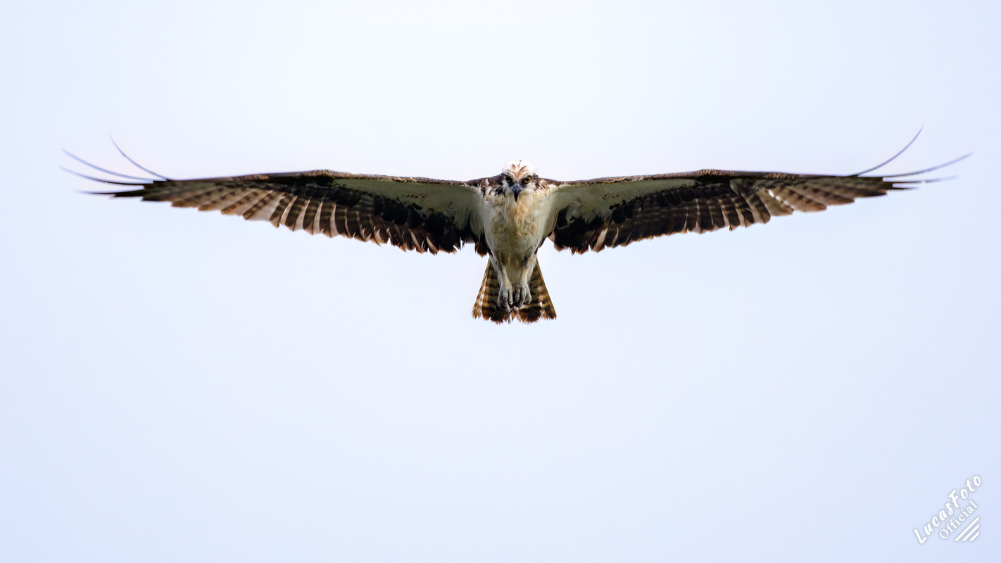 Osprey