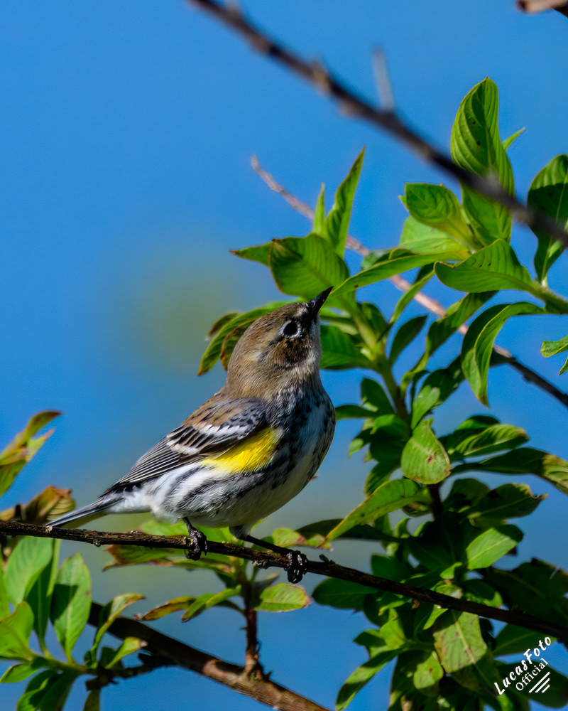 Yellow-rumped Warbler