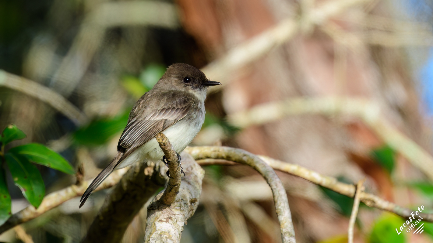 Eastern Phoebe
