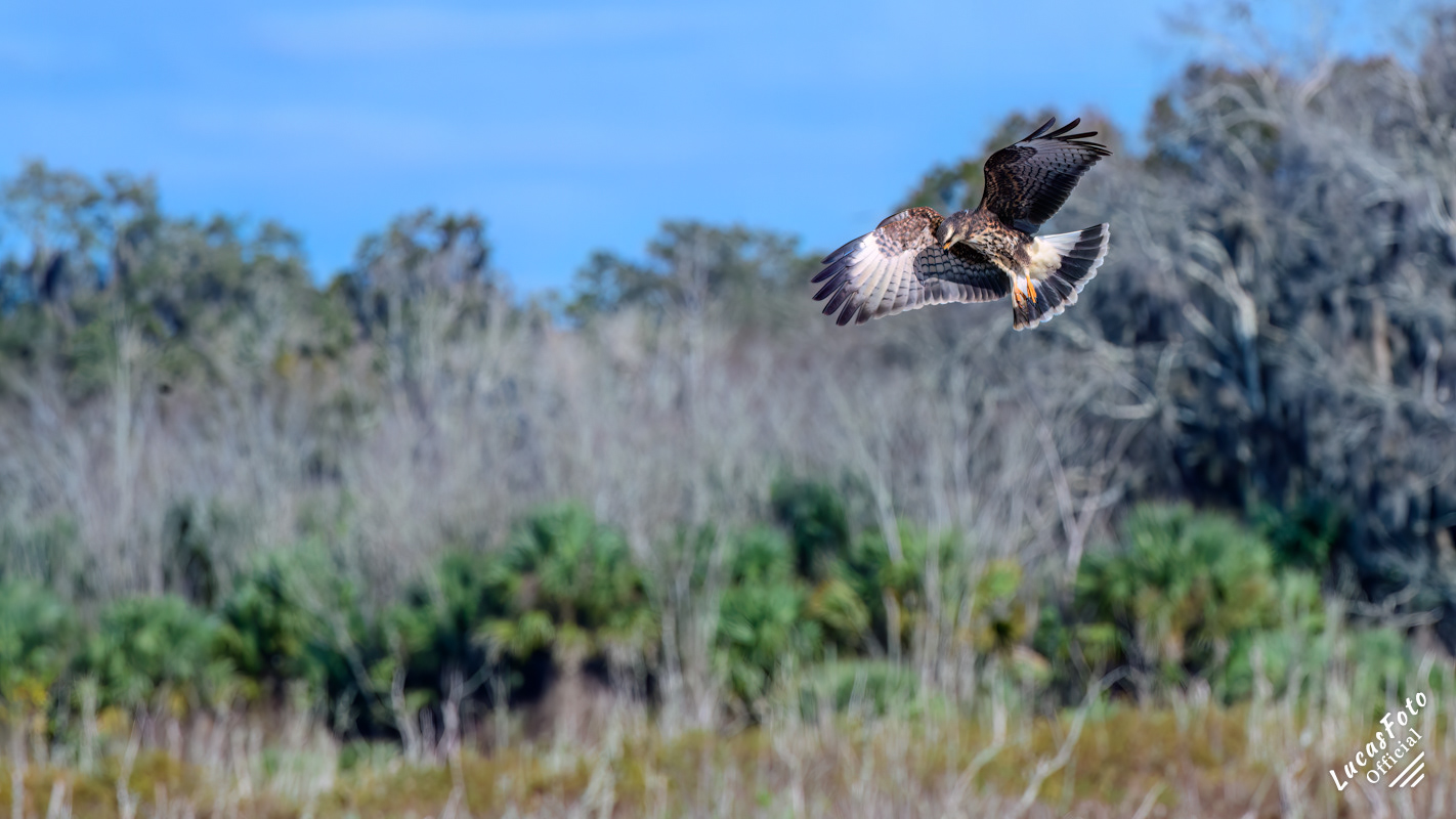 Snail Kite