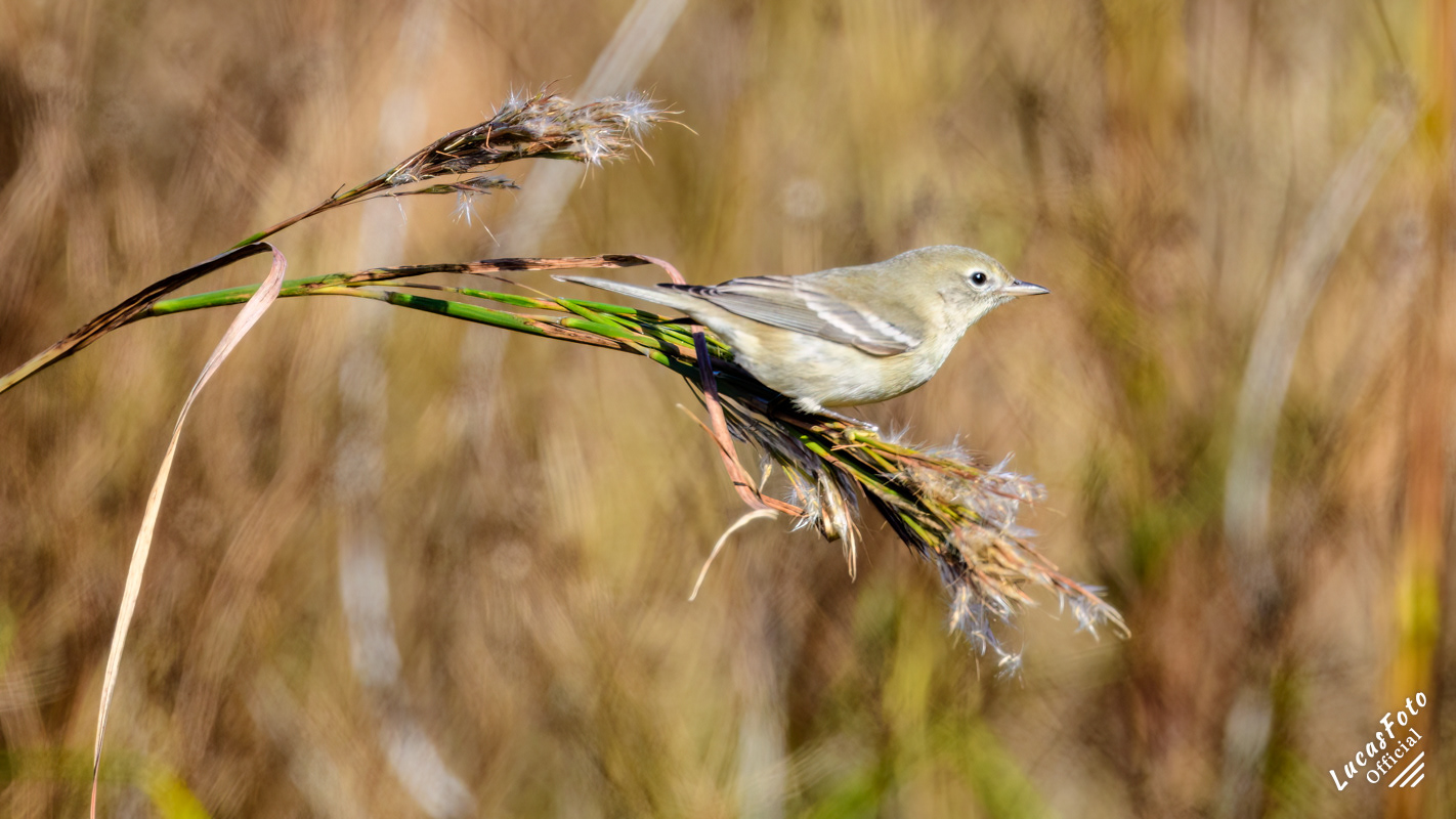 Pine Warbler