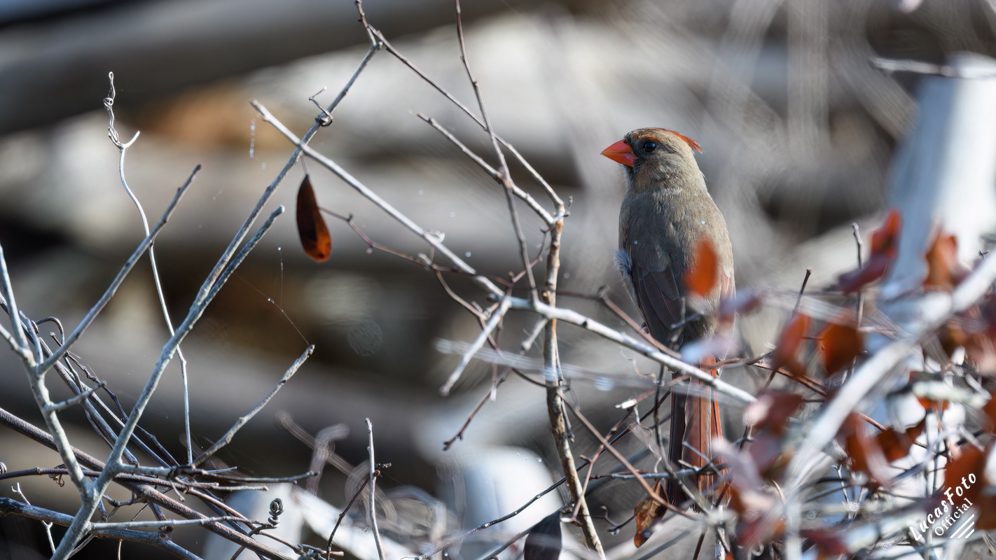 Northern Cardinal