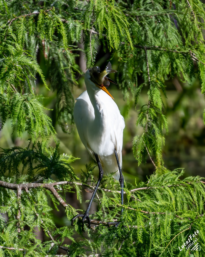 Great Egret