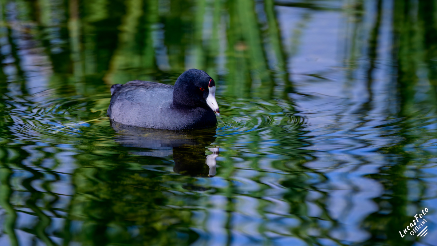 American Coot